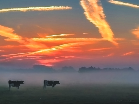 Koeien in de mist