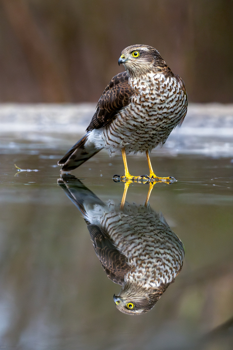 Sperwer bevindt zich op glad ijs!