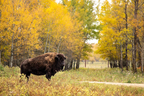 Bison in Elk Island National Park