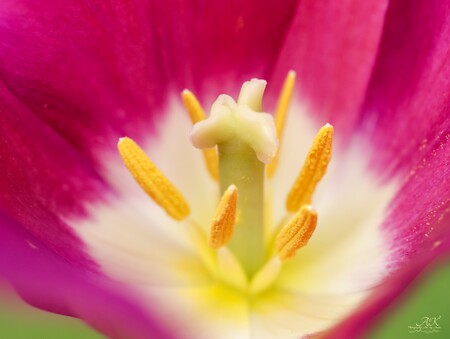 Tulp - Tulp - foto door Anita. op 13-04-2025 - locatie: Hoogeveen, Nederland - deze foto bevat: bloem, bloemblaadje, rood, geel, roze, van dichtbij, paars, bloeiende plant, macrofotografie, stuifmeel