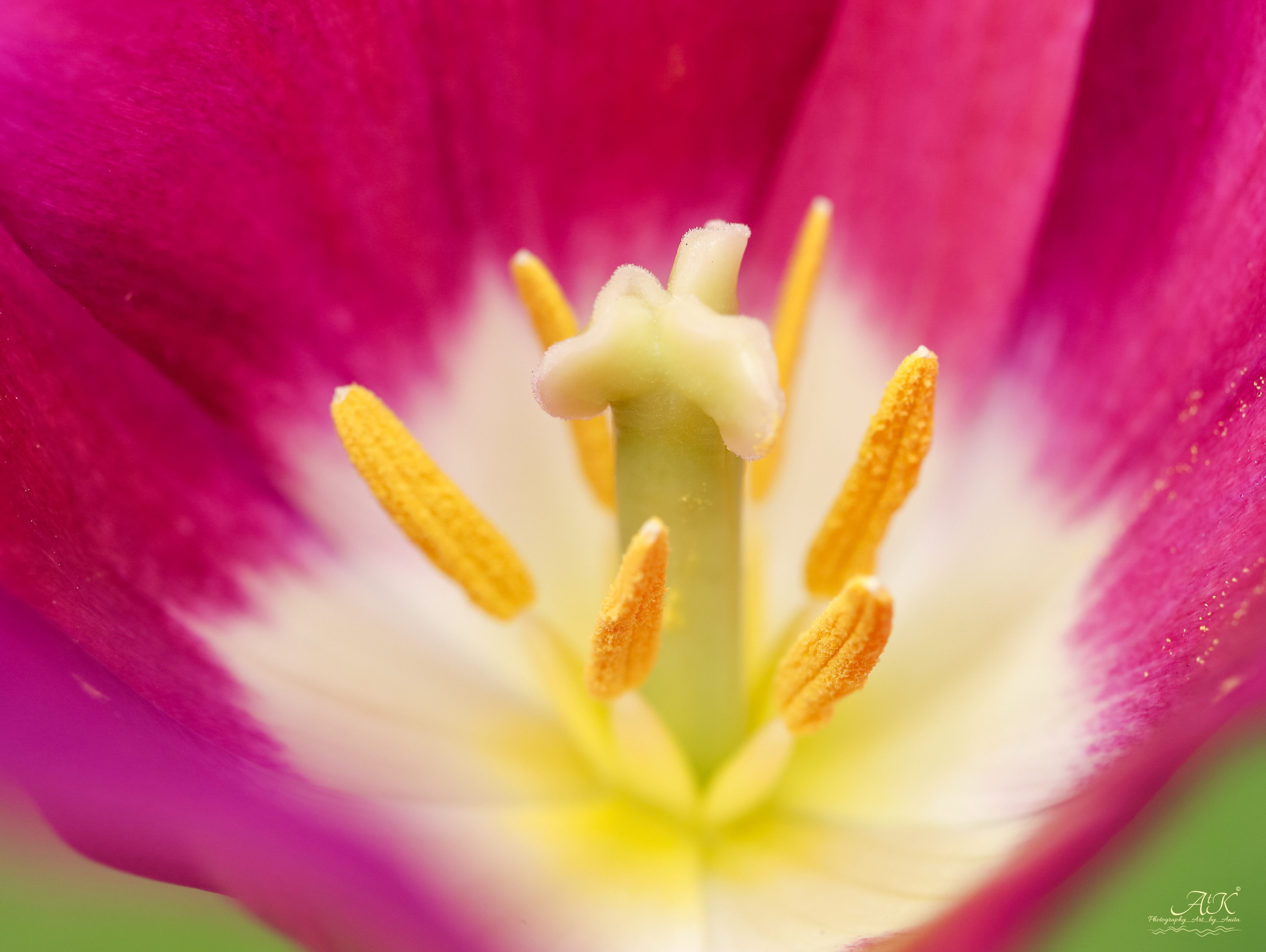 Tulp - Tulp - foto door Anita. op 13-04-2025 - locatie: Hoogeveen, Nederland - deze foto bevat: bloem, bloemblaadje, rood, geel, roze, van dichtbij, paars, bloeiende plant, macrofotografie, stuifmeel
