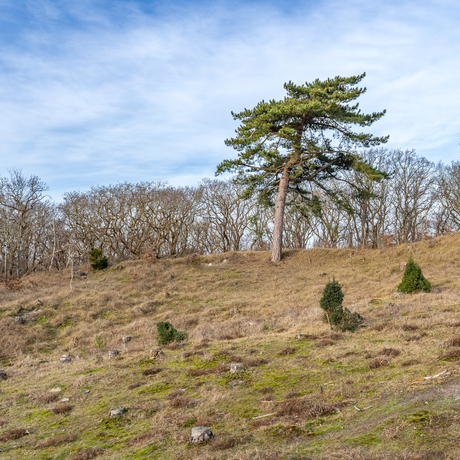 Duinlandschap