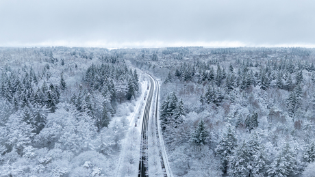 Bergherbos in de sneeuw