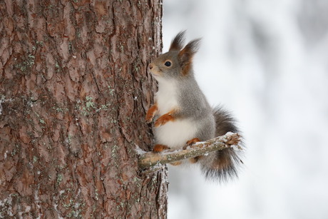 Eekhoorn in Finland