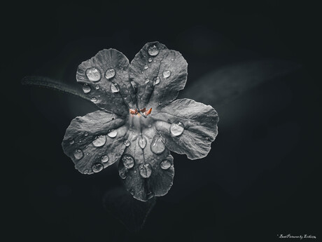 Bloem met waterdruppels