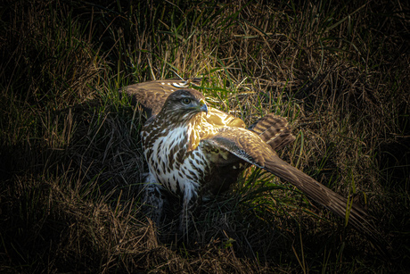 Buizerd