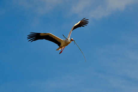 Ooievaar heeft nestdrang