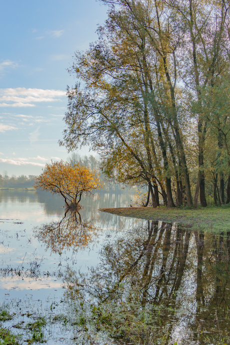 Little tree in the water