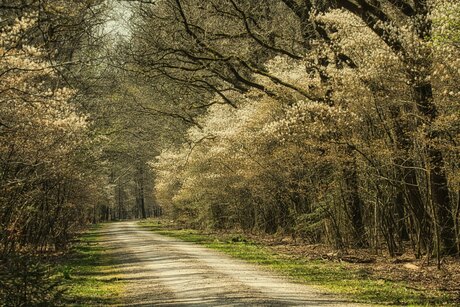 Lente