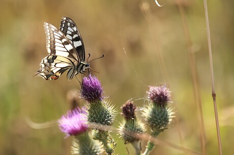 Koninginnenpage in het licht.
