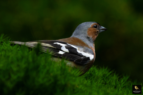Vink 2025-07-20