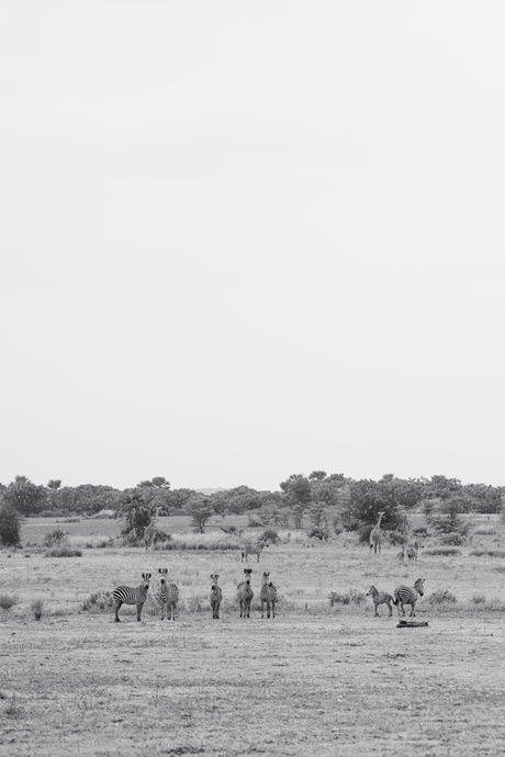 Zebra’s en giraffes