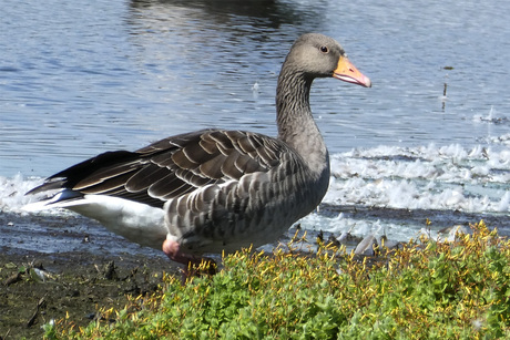 Grauwe Gans
