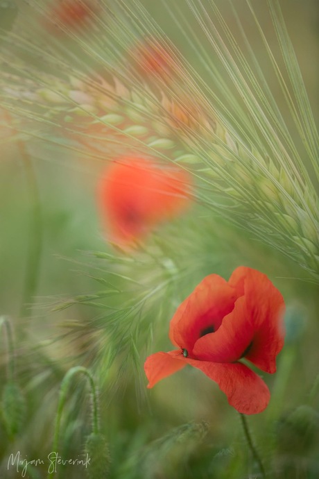 Klaprozen in het graanveld