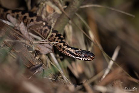 Ze zijn weer te zien!