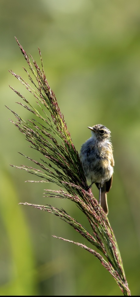 Juveniele roodborst tapuit