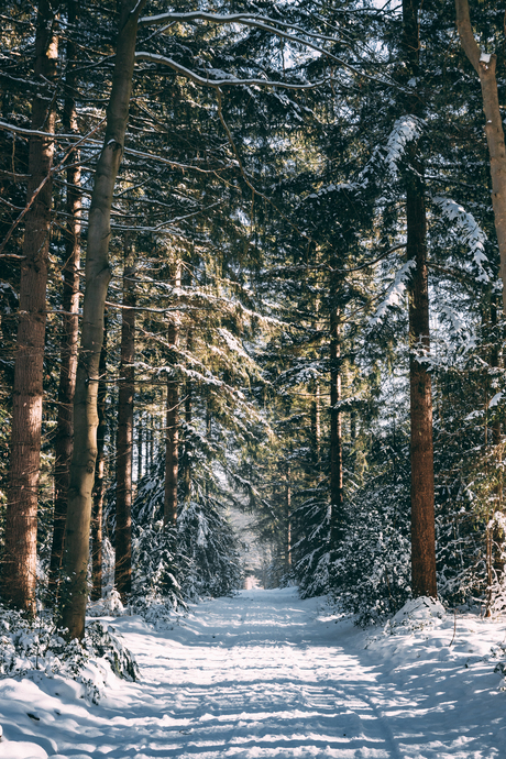 Speulderbos winter wonderland