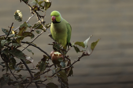 Appeltje voor de dost