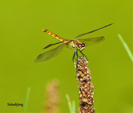 Kempense heidelibel