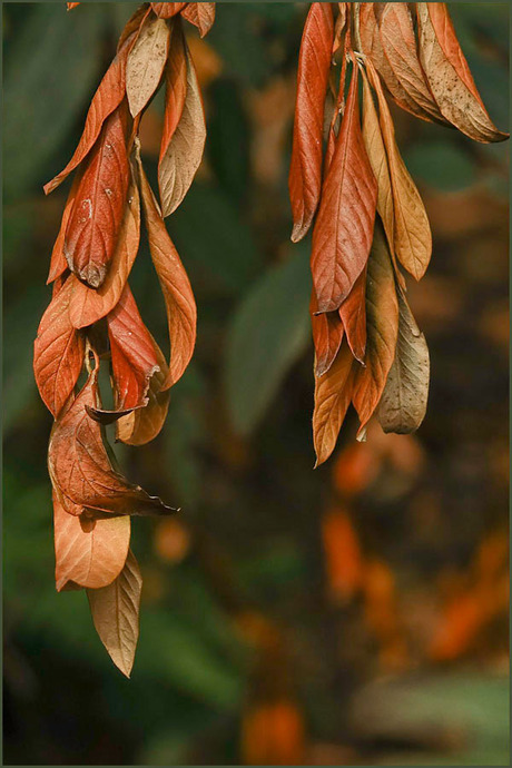 start van de herfst...........................................