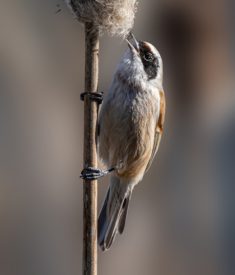 voorbereiden van nest