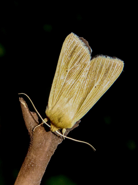 Bleke grasuil