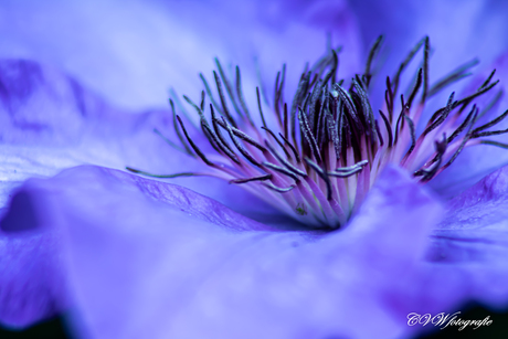 clematis