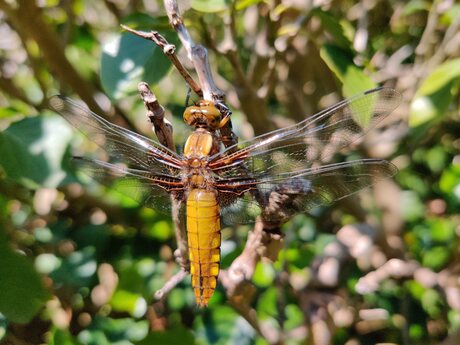 Platbuik libelle