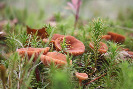 De herfst is in aantocht