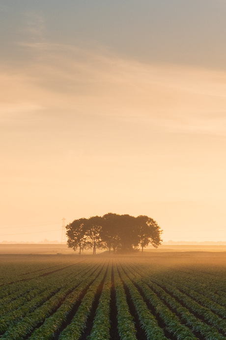 Veld