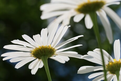 Margrieten in het zonnetje