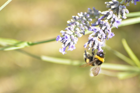 Lavendel Bijtje