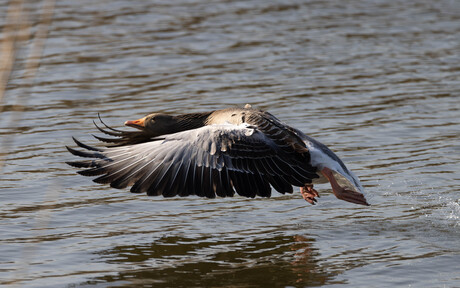 Grauwe Gans