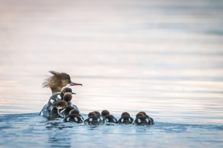 Familie zaagbek