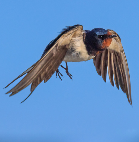 Eén zwaluw in de lucht….