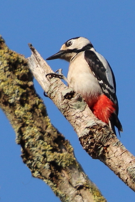  Grote Bonte Specht ( vrouw )