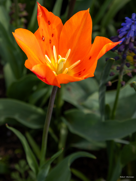 Oranje Tulp 