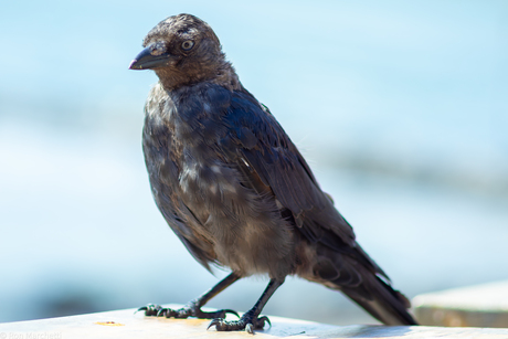 Oude 250d met metalen macrolens weer eens uit de kast gepakt.....