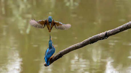 IJsvogel