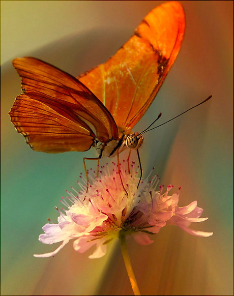 een vlinder op een bloem....................