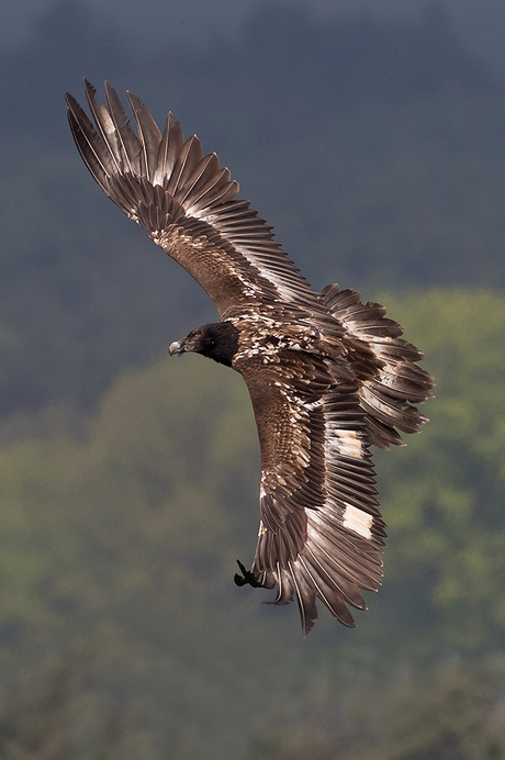 Flyby of the Bearde Vulture!