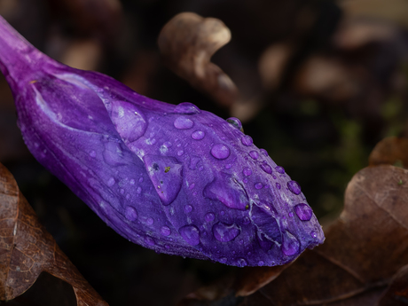 Ontmoeting tussen winter en lente