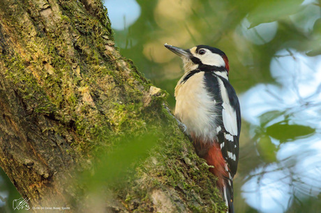 In het bos 