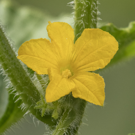 Komkommerbloem