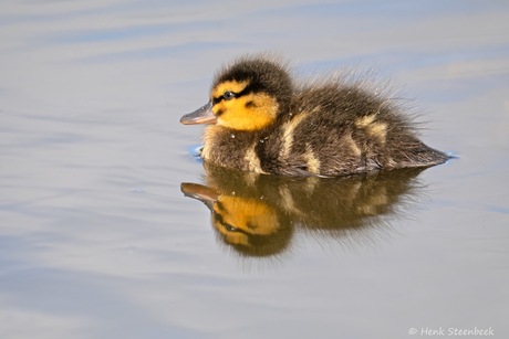 Pulletje van de wilde eend