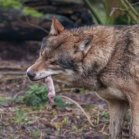 Wolf met snack