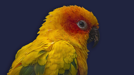 Golden parakeet