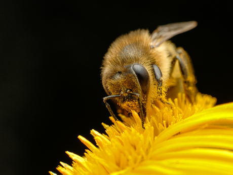 Bee