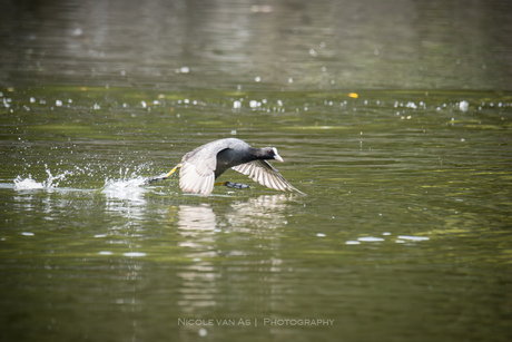 Lopen over water.