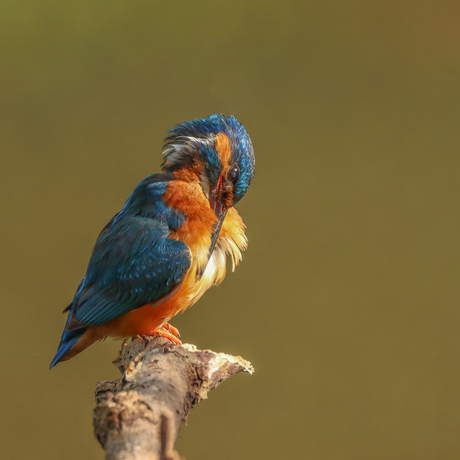 Poetsende ijsvogel 